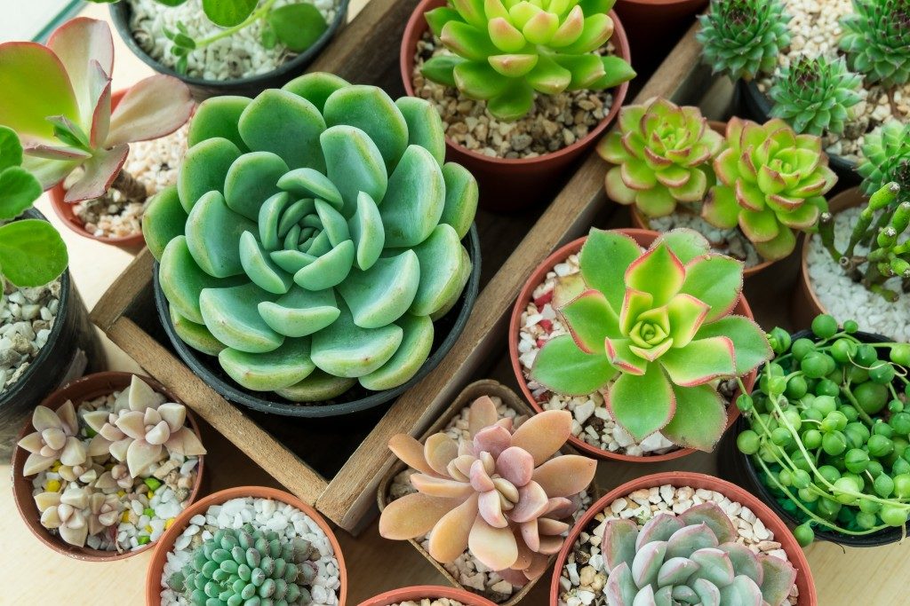 Top view of various types of succulent plant pots