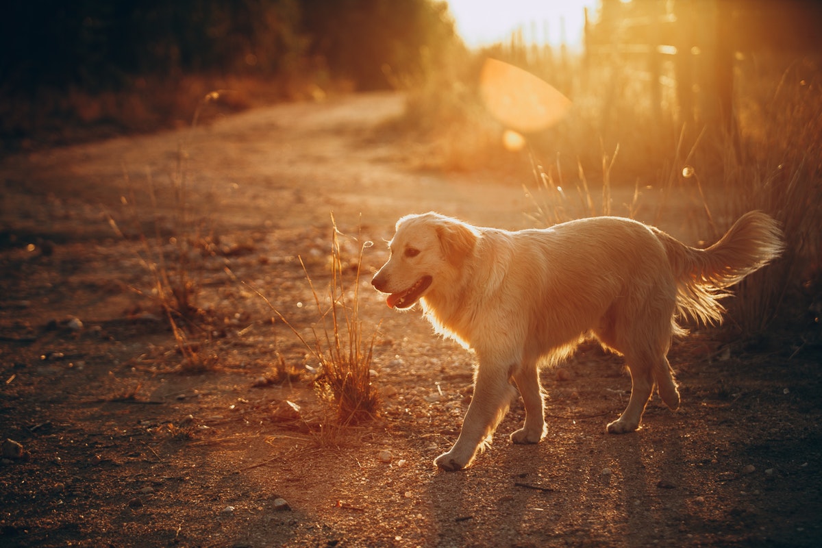 7 Ways to Keep Your Dog From Escaping - News n'York